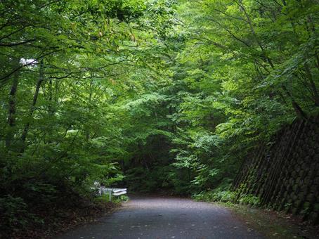 森の道 十二湖,道,森林の写真素材