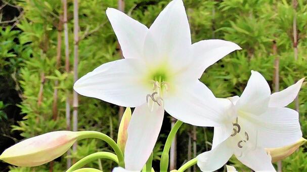 白いお花 白いお花の写真