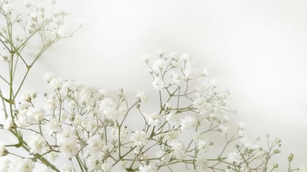 白い小花の背景 白い小花の背景の写真