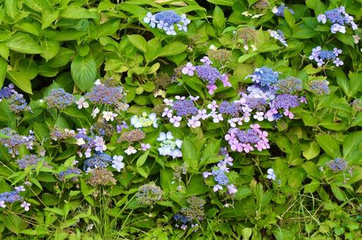 枯れかけた紫陽花 枯れかけた紫陽花 紫陽花,花,枯れているの写真素材