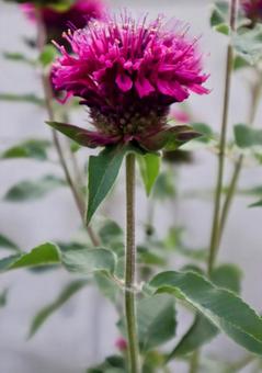 松明花 松明花 花,フラワー,自然の写真素材