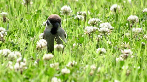 Sparrow in a flower field, JPG Sparrow in a flower field, JPG