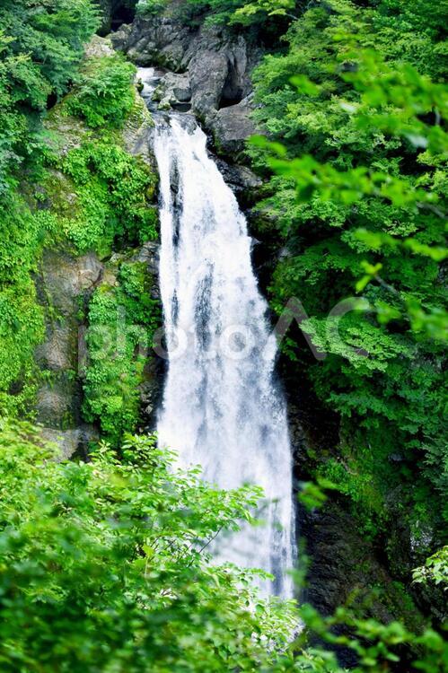 新緑の秋保大滝　2 秋保大滝,新緑,滝の写真素材