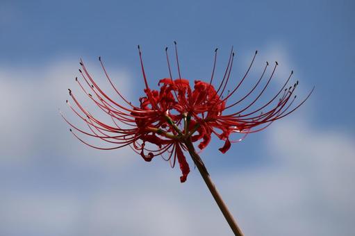 青空と白い雲をバックに赤い曼珠沙華の花 青空と白い雲をバックに赤い曼珠沙華の花 青空,白い,雲の写真素材
