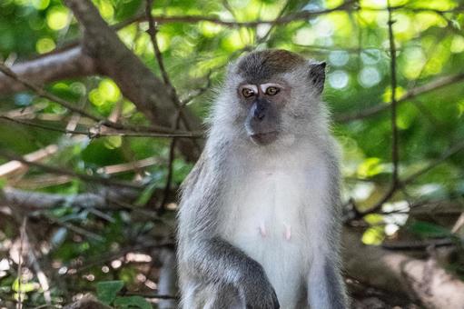 ランカウイ島のカニクイザルの母親の写真