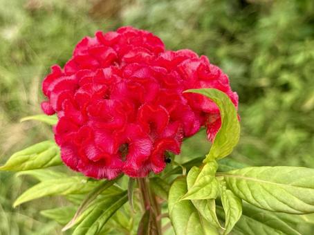 赤のケイトウ 赤のケイトウ ケイトウ,花,秋の写真素材