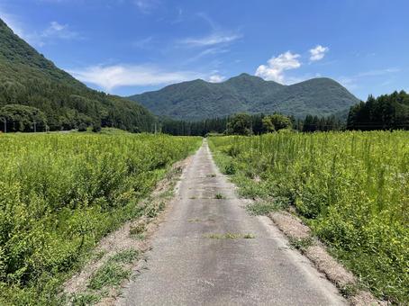 田舎の一本道 田舎の一本道 旅,秘境,夏休みの写真素材