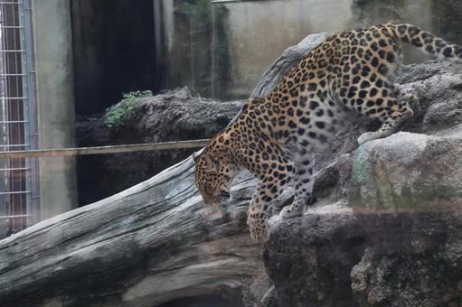 Photo, amur leopard, zoo, creatures, 