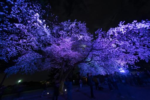 紫色の夜桜 紫色の夜桜 紫色,夜桜,ライトアップの写真素材