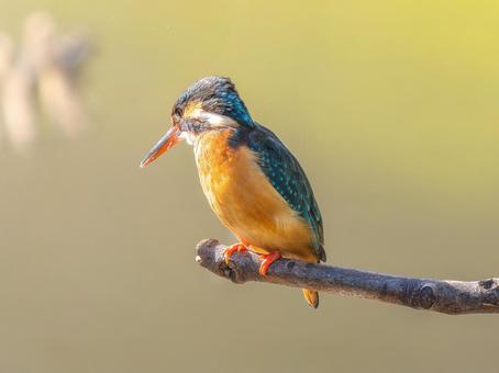 枝にとまるカワセミ 枝にとまるカワセミ カワセミ,野鳥,鳥の写真素材