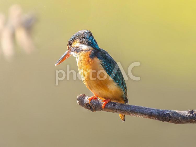 枝にとまるカワセミ カワセミ,野鳥,鳥の写真素材