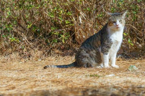 Community cats, JPG Community cats, JPG