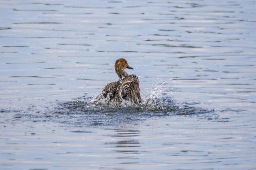 マガモの水浴び⑴ 鳥,マガモ,カモの写真素材