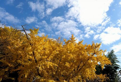 青空と紅葉 紅葉,青空,秋のイメージの写真素材