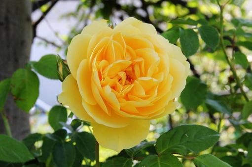 バラ・薔薇 グラハム・トーマス バラ・薔薇 グラハム・トーマスの写真