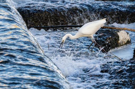 コサギの狩り⒅ 鳥,コサギ,狩りの写真素材