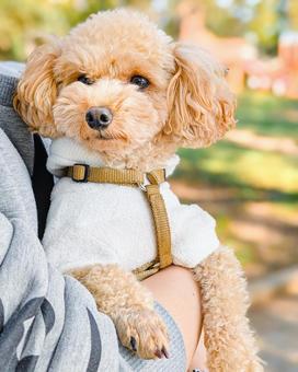 外で抱っこされるトイプードル 犬,散歩,お散歩の写真素材