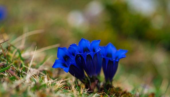 秋の花 野に咲くリンドウ 秋の花 野に咲くリンドウの写真