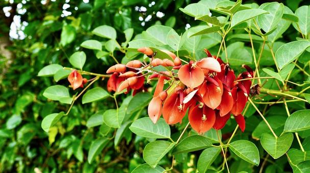 沖縄県で咲く赤いデイゴの花 沖縄県で咲く赤いデイゴの花 デイゴ,花,赤の写真素材