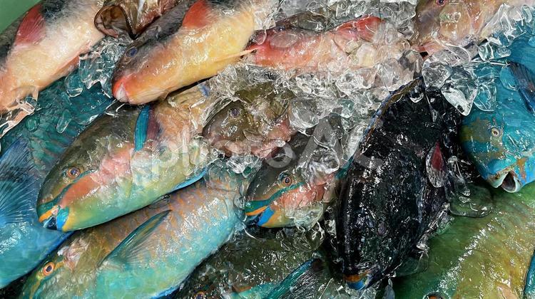 市場に並んだ新鮮でカラフルな沖縄の魚 魚,鮮魚,沖縄の写真素材