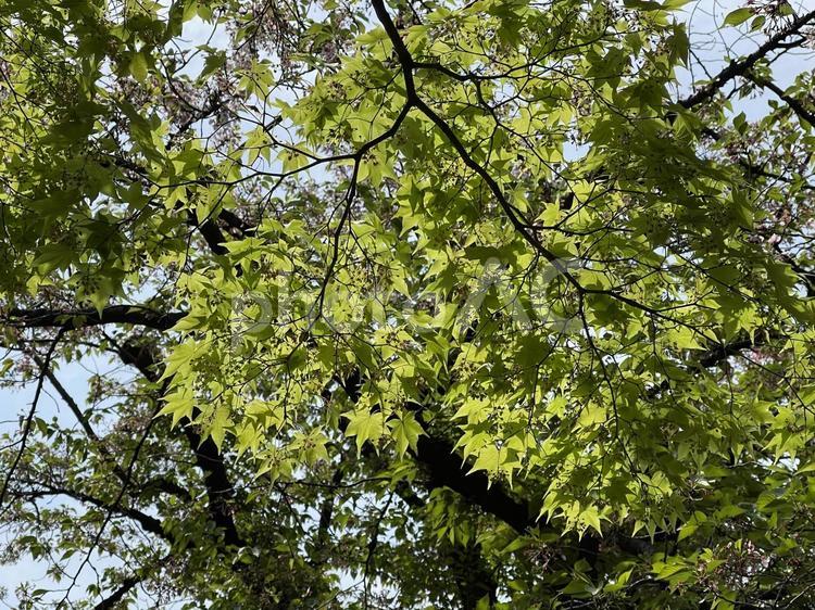 神田川4月：緑のモミジの葉 2025 モミジ,樹木,若葉の写真素材