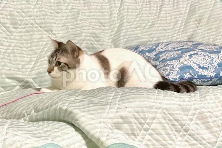 ソファでまったりするシャムトラ猫様 ソファでまったりするシャムトラ猫様 猫,シャムトラ,微睡むの写真素材