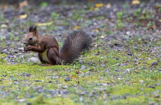 エゾリスのモグモグタイム、至福の一粒 エゾリスのモグモグタイム、至福の一粒 エゾリス,リス,動物の写真素材