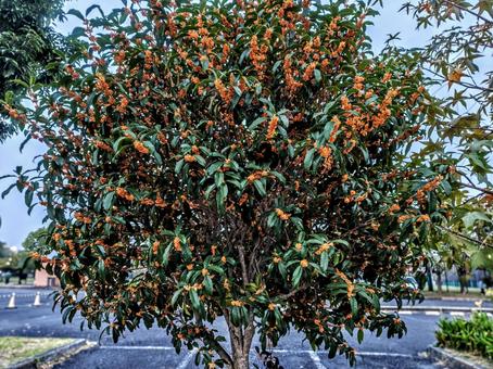 沿道の金木犀 金木犀,キンモクセイ,秋の写真素材