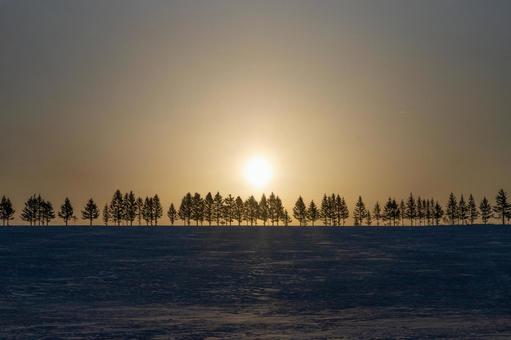 冬の夜明けの太陽と林 冬の夜明けの太陽と林 太陽,樹,林の写真素材