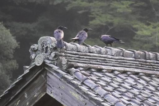 三羽烏・屋根の上 三羽烏・屋根の上の写真