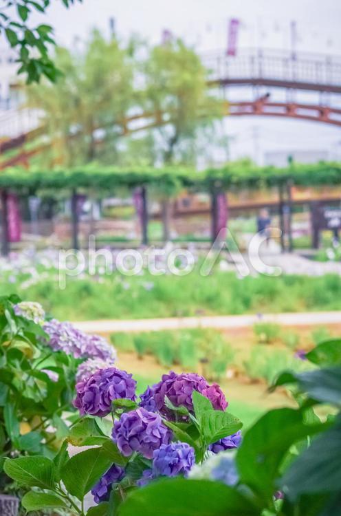 茨城県潮来市　水郷潮来あやめ園 茨城県,潮来市,水郷潮来あやめ園の写真素材