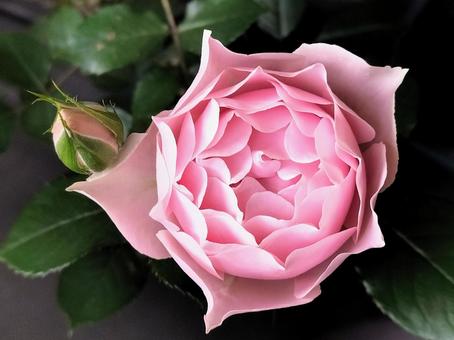 Veranda Rose Robe Decollete, JPG Veranda Rose Robe Decollete, JPG