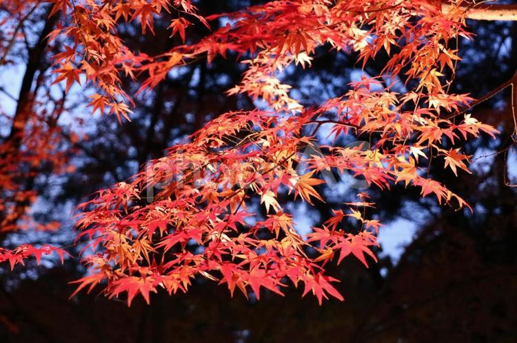 光に照らされた赤いもみじ 紅葉,もみじ,ライトアップの写真素材