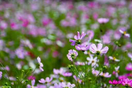花開いたコスモス 花開いたコスモスの写真