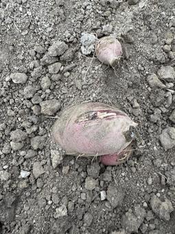 掘ったばかりのサツマイモ(紅はるか) 掘ったばかりのサツマイモ(紅はるか) さつまいも,サツマイモ,薩摩芋の写真素材