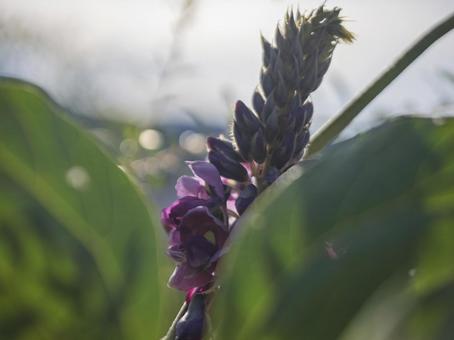 秋風に揺れる葛の花 秋風に揺れる葛の花の写真