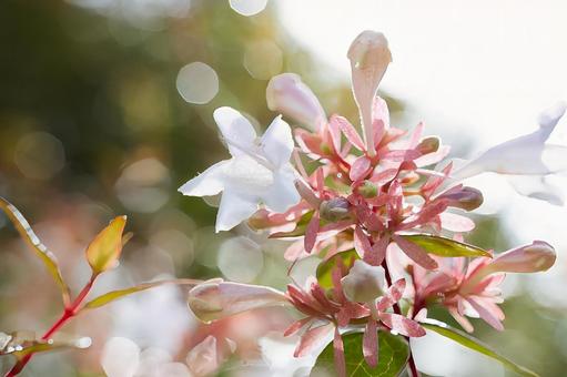 光を浴びて輝く白いアベリアの花と玉ボケ 光を浴びて輝く白いアベリアの花と玉ボケ アベリア,花,白い花の写真素材