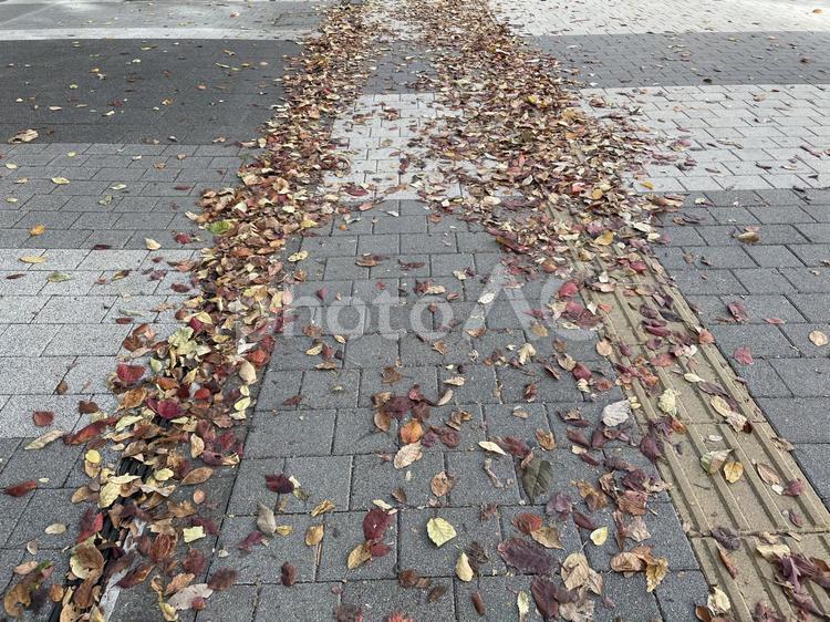 秋の街路 道,秋,枯葉の写真素材