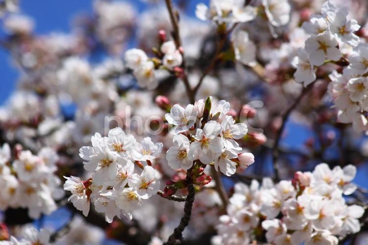 無数のサクラの花 さくら,春,ソメイヨシノの写真素材