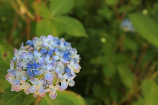 花手まり 花手まりの写真