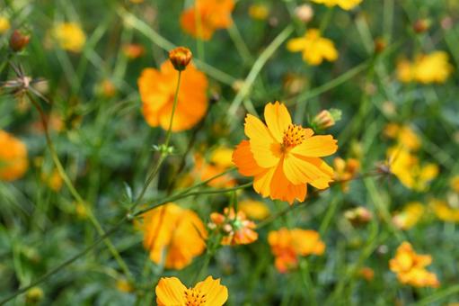 希望の丘農園で撮ったキバナコスモスの花 希望の丘農園で撮ったキバナコスモスの花の写真
