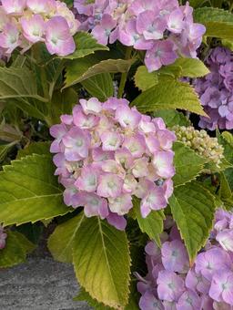 Photo, flower, plant, natural, 