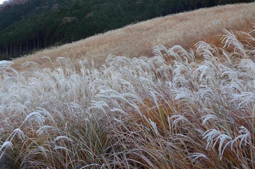 仙石原のススキ ススキ,すすき,秋の写真素材