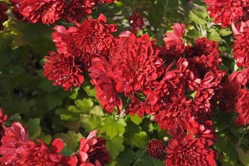 赤い菊① 菊,赤,秋の写真素材