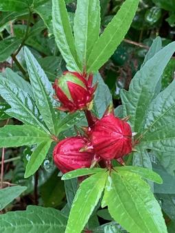 ロゼール 実 ロゼール 実の写真