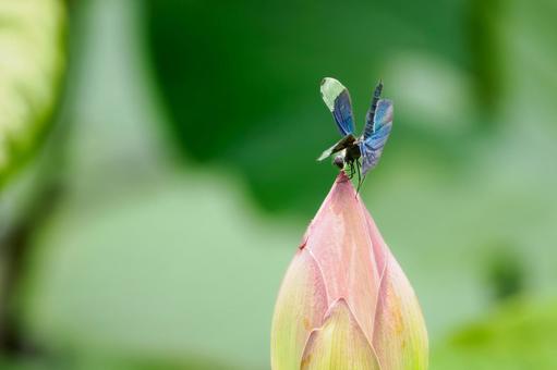 Butterfly dragonfly(27), JPG Butterfly dragonfly(27), JPG