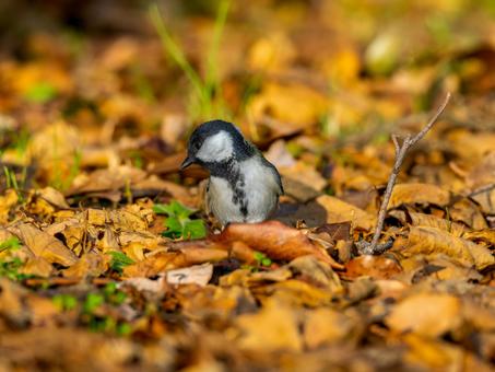 地面を歩くシジュウカラ シジュウカラ,野鳥,鳥の写真素材