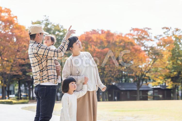 秋の公園で遊ぶ家族・ファミリー 家族,ファミリー,横顔の写真素材