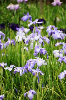 ハナショウブ(花菖蒲) ハナショウブ(花菖蒲)の写真