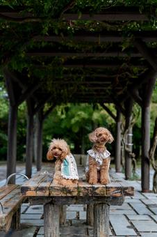 秋の公園で散歩するトイプードル 秋の公園で散歩するトイプードル トイプードル,トイプー,秋の写真素材
